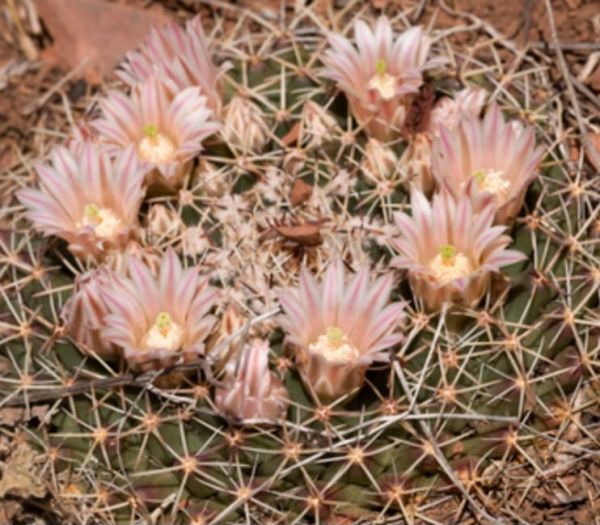 Mammillaria heyderi var. hemisphaerica SB859